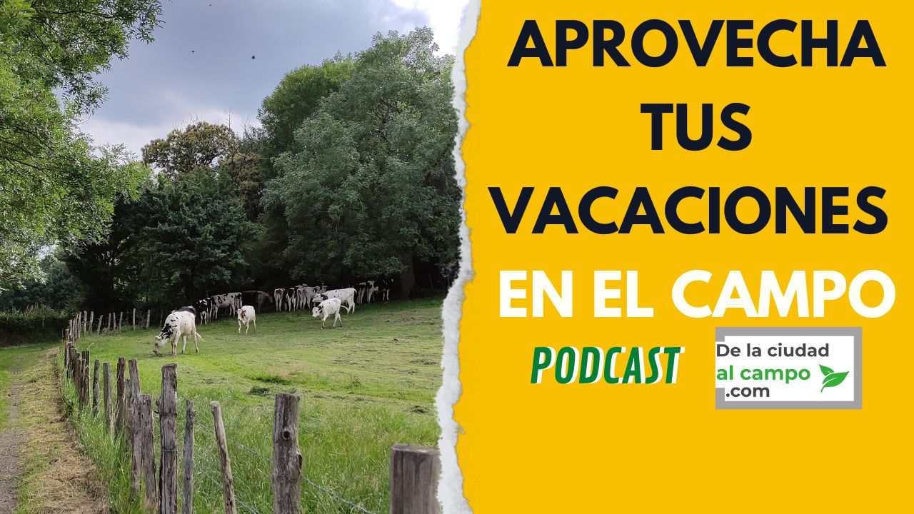 Educa Puzzle De 1000 Piezas – Vacaciones En El Campo, 68 X 48 Cm, Incluye Pegamento Fix Puzzle, Recomendado Para Adultos Y Adolescentes +14 Años